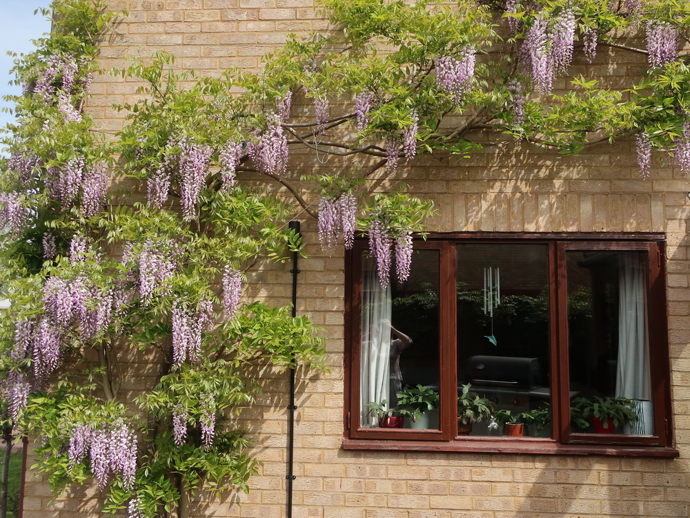 My wisteria has died after 20 years...or has it? — BBC Gardeners' World