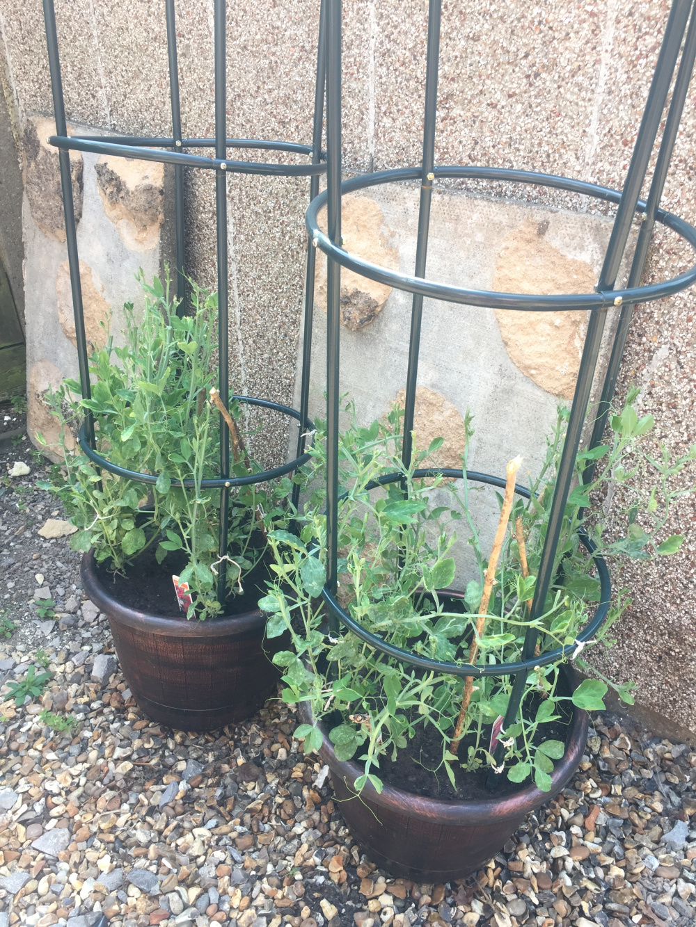 Sweet Peas not flowering Please help! — BBC Gardeners' World Magazine
