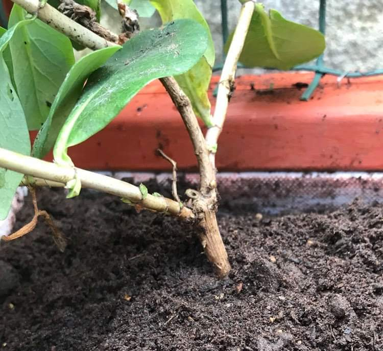 Honeysuckle best compost for potted plant Page 2 — BBC Gardeners