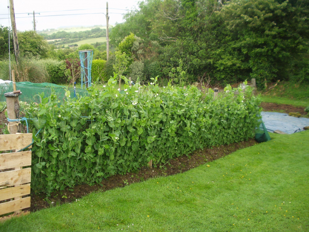 Peas not germinating — BBC Gardeners' World Magazine