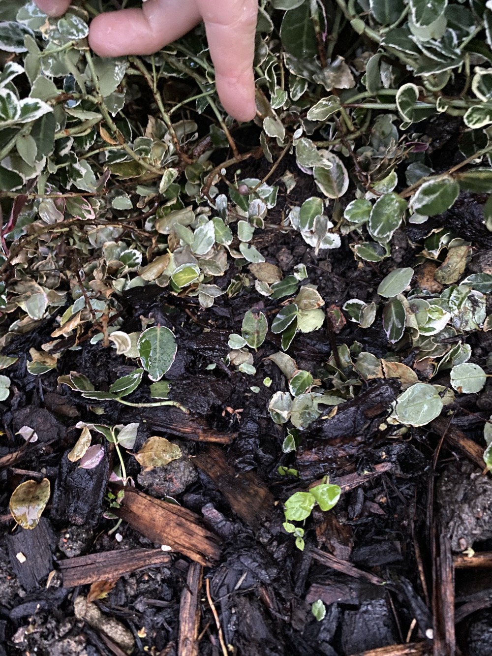 Euonymus dropping leaves — BBC Gardeners' World Magazine