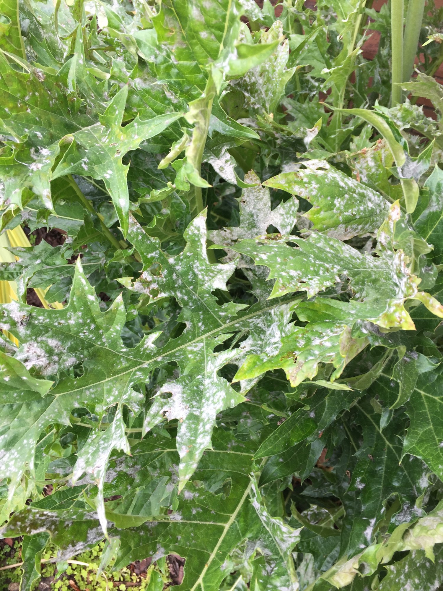 Mouldy plant HELP! — BBC Gardeners' World Magazine