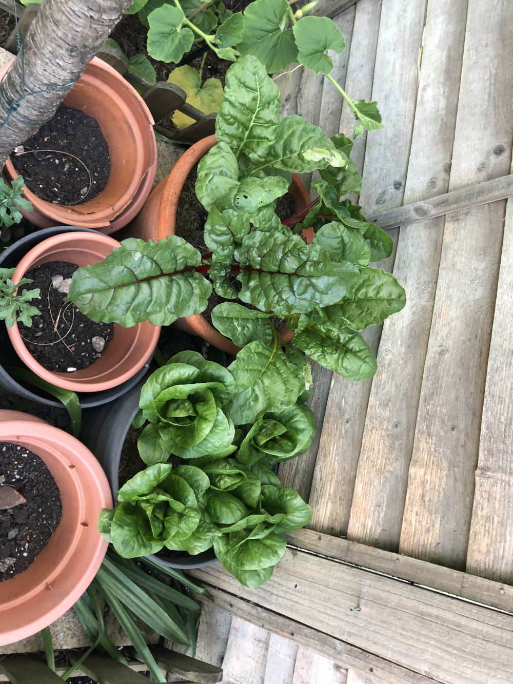 Lettuce spacing — BBC Gardeners' World Magazine