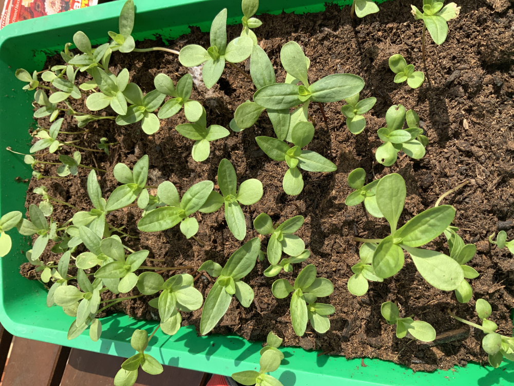 Zinnia seedlings? — BBC Gardeners' World Magazine