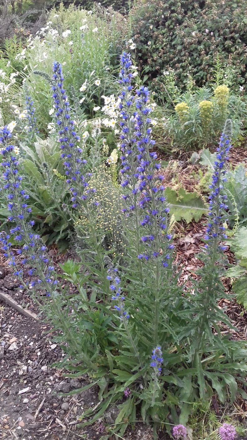 Tall blue plant — BBC Gardeners' World Magazine