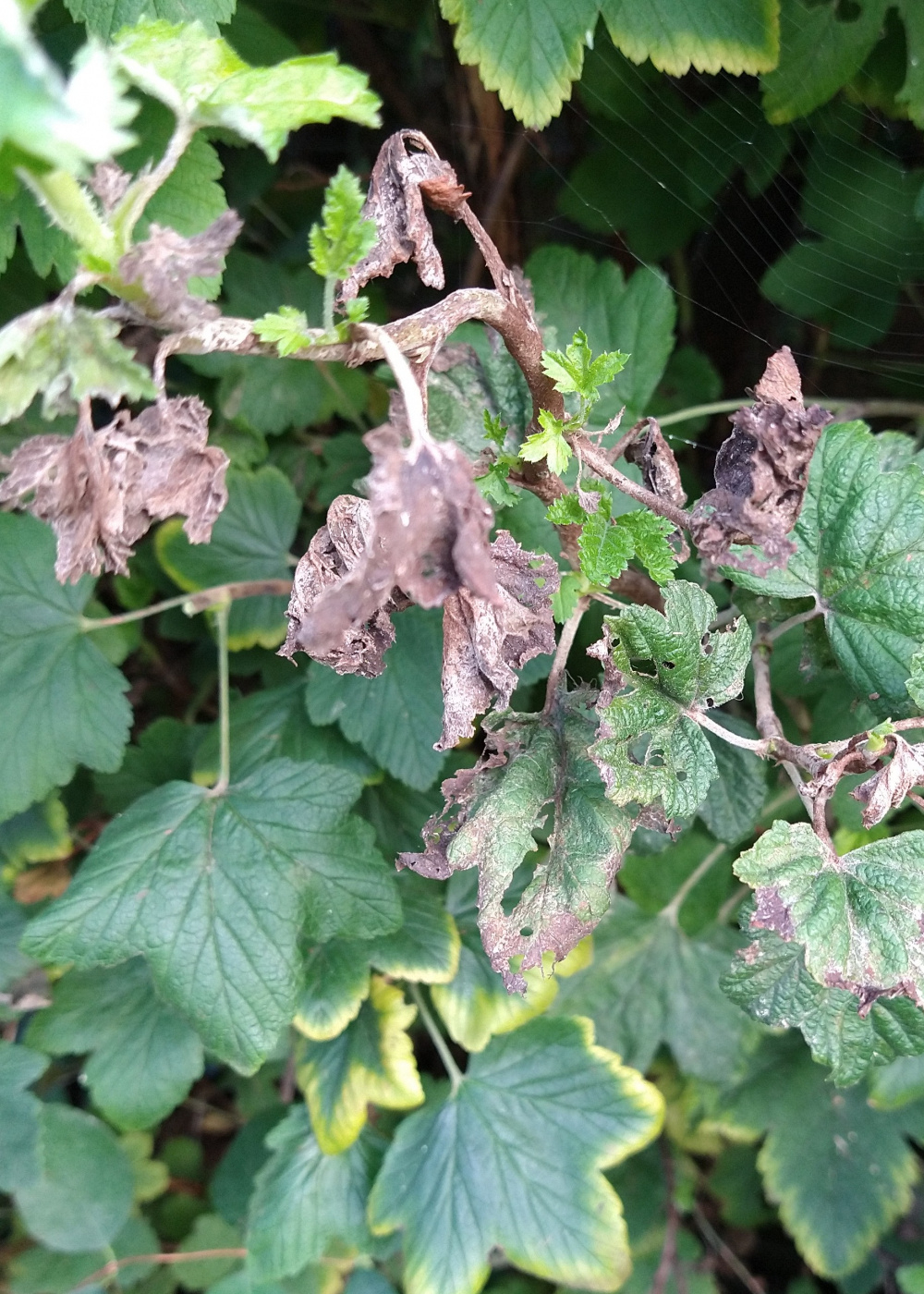 What's wrong with this flowering currant? — BBC Gardeners' World Magazine