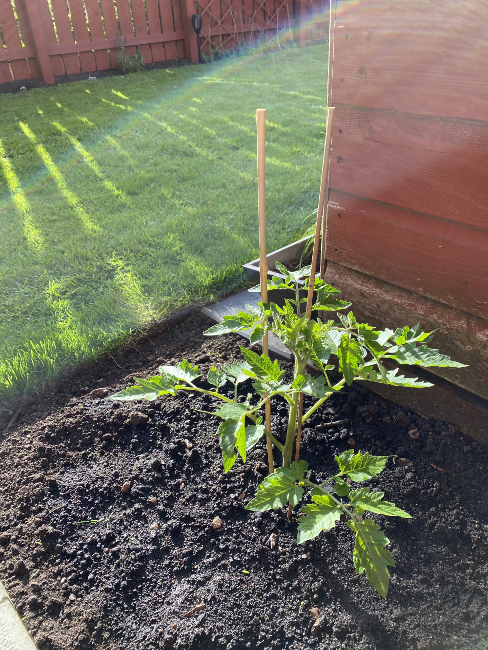 Something Eating my Tomato Plant — BBC Gardeners' World Magazine