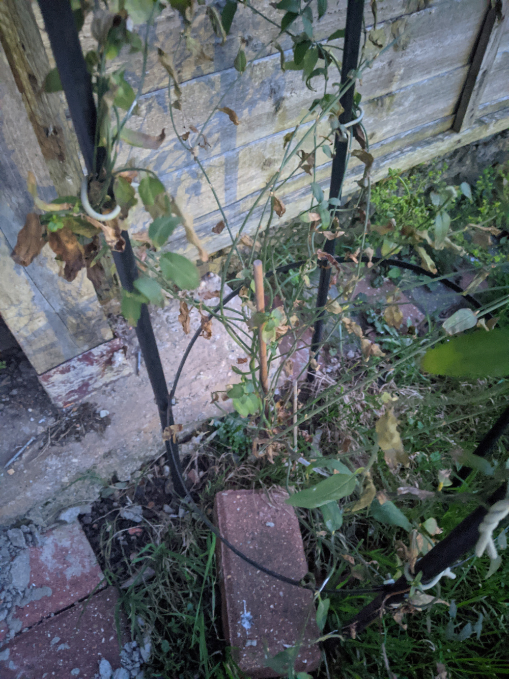 Jasmine Beesianum leaves turning brown — BBC Gardeners' World Magazine