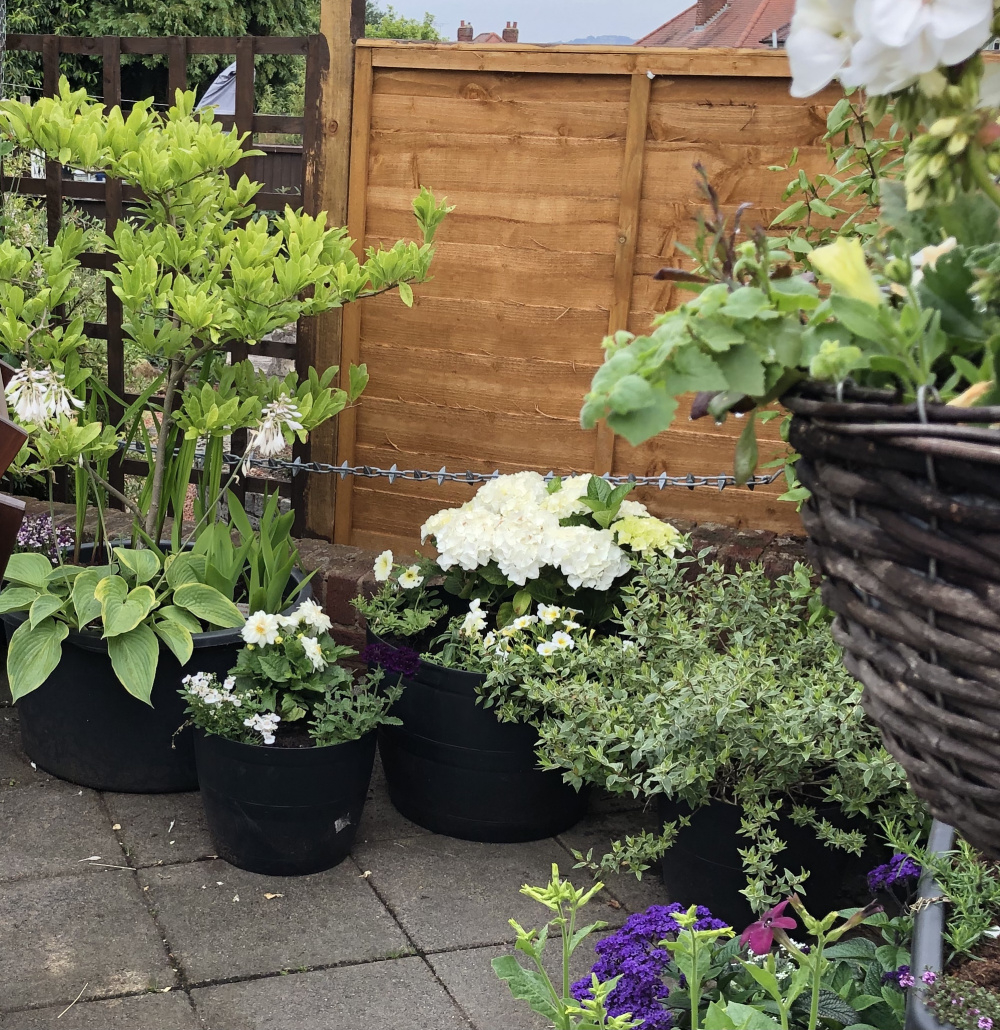 Planting hydrangea in pots — BBC Gardeners' World Magazine