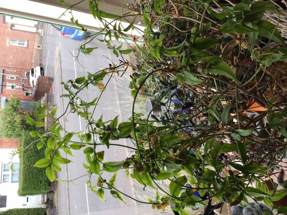 Indoor jasmine…dying? — BBC Gardeners' World Magazine