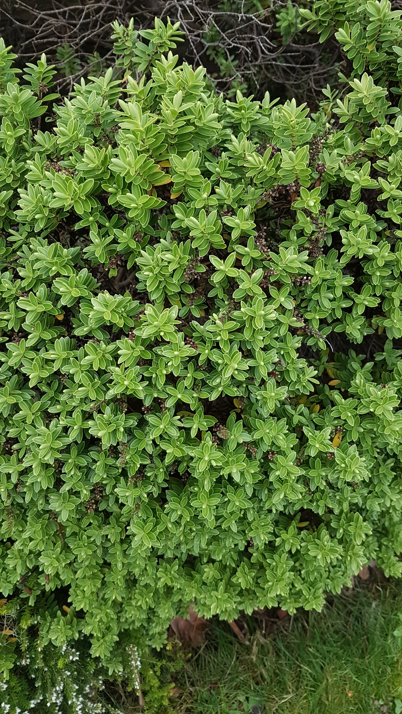 Identify shrubs — BBC Gardeners' World Magazine