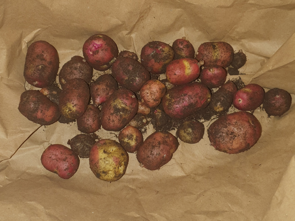 Potato stems broken and flowers being eaten When to harvest? — BBC