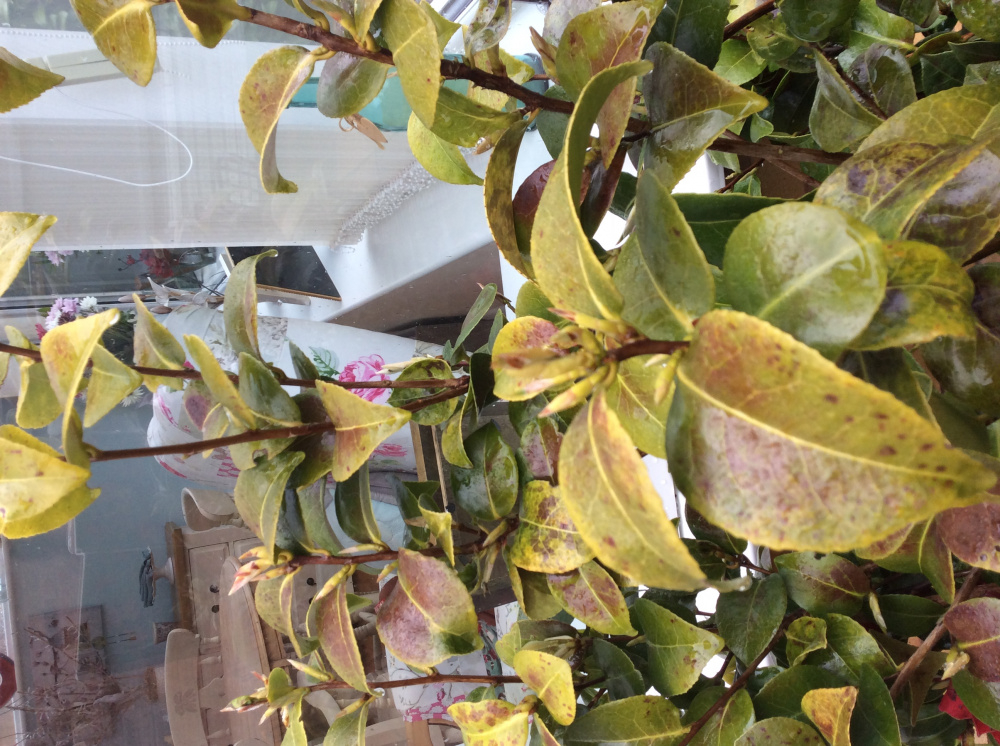 Camellia problems. — BBC Gardeners' World Magazine