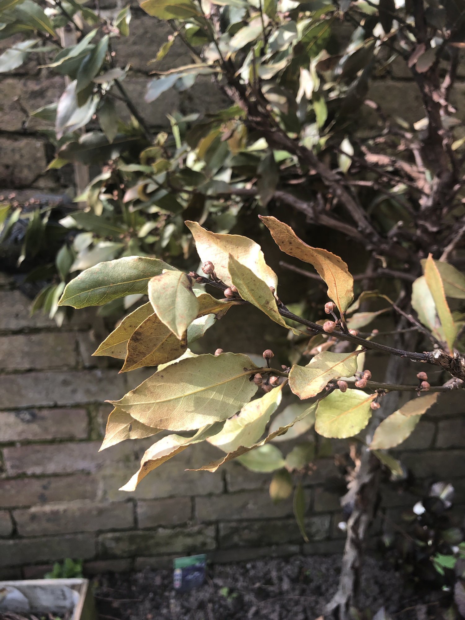 Poorly Bay Tree — BBC Gardeners' World Magazine