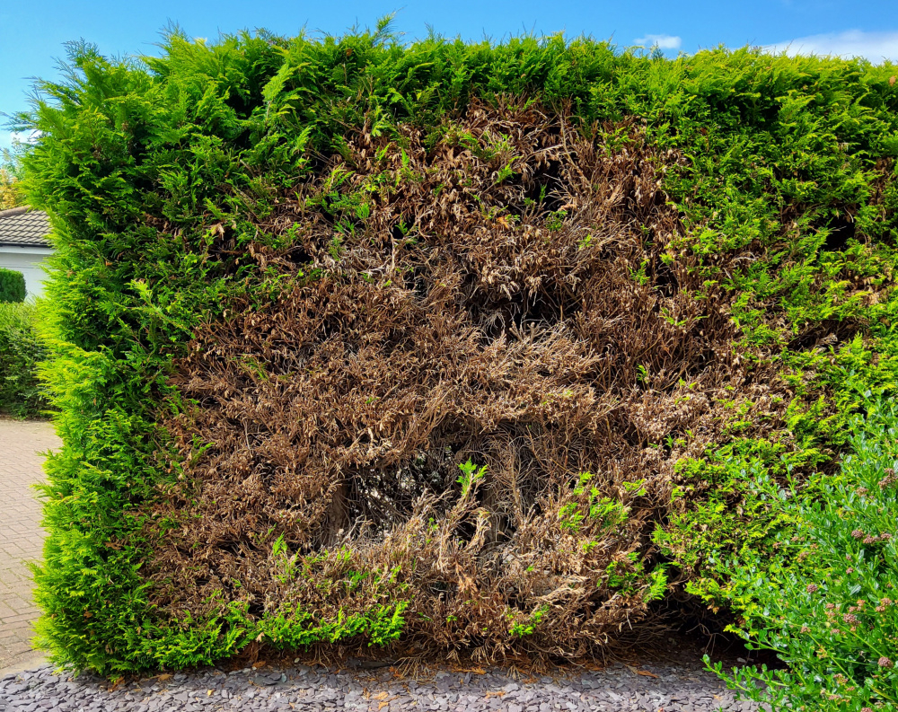 Evergreen hedge turning brown. — BBC Gardeners' World Magazine