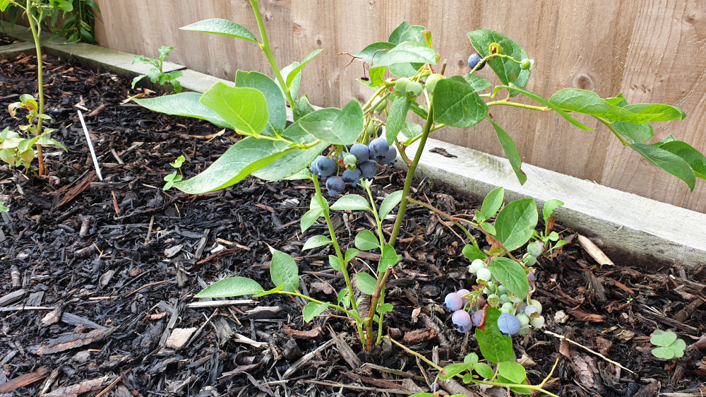 Blueberry plants turning leaves bright green / yellow Page 2 — BBC
