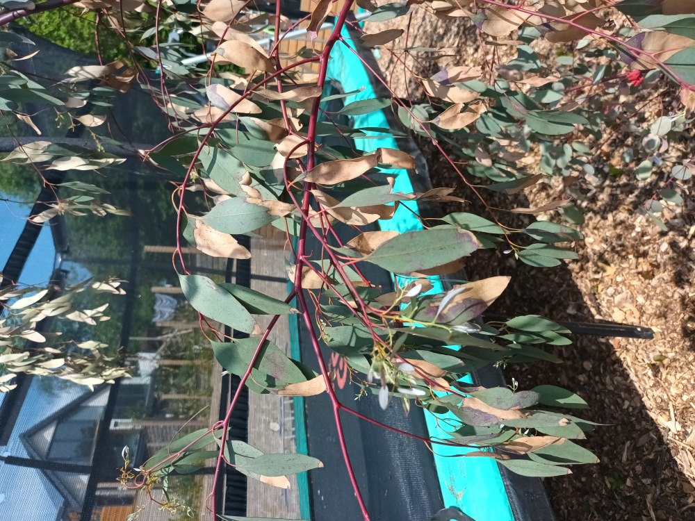 Eucalyptus, is it dying? — BBC Gardeners' World Magazine