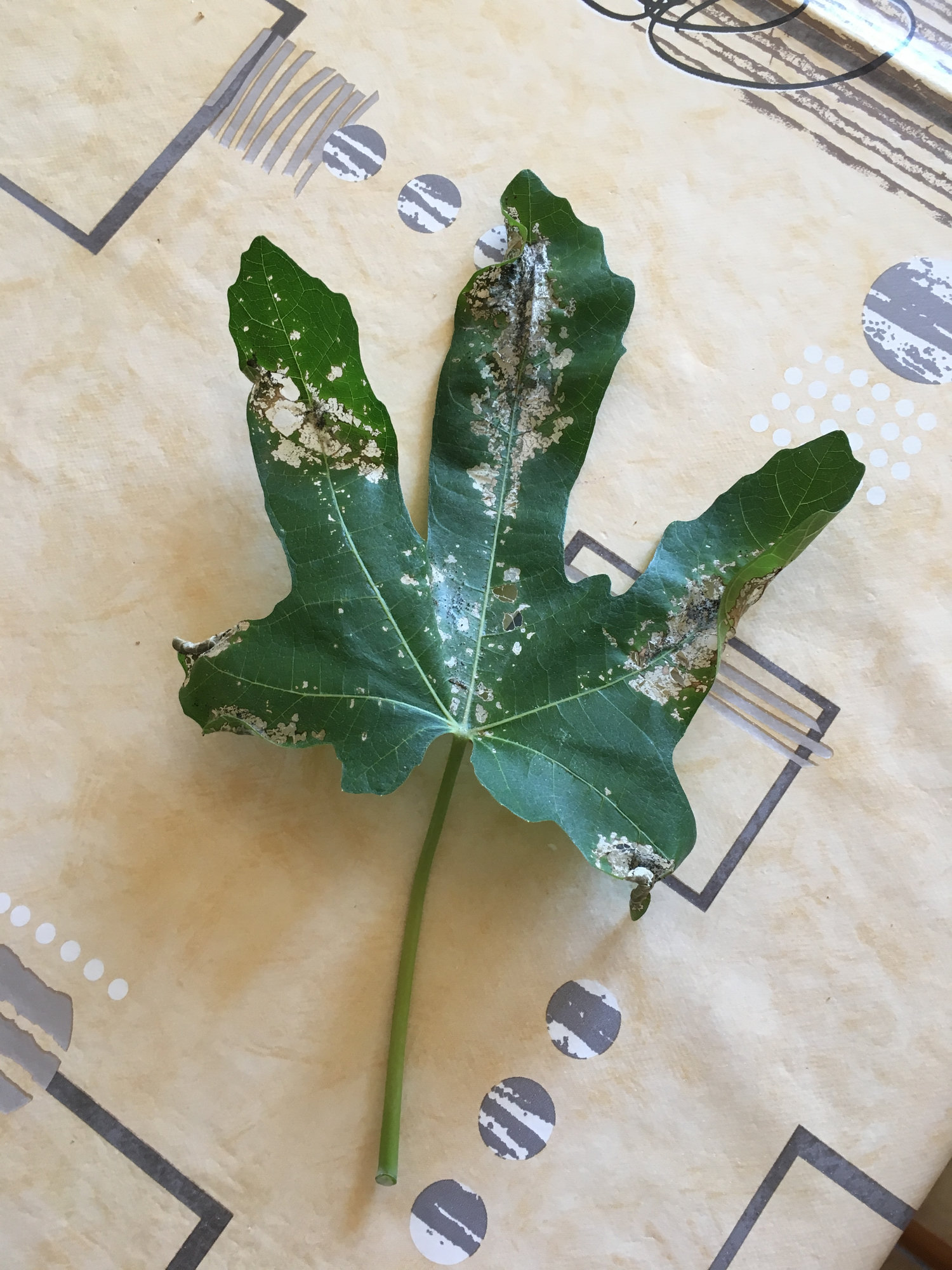 Fig tree problem — BBC Gardeners' World Magazine