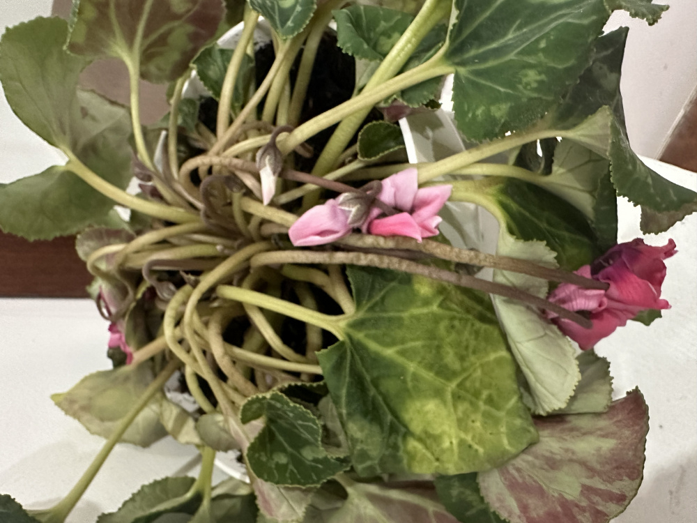 Why is my Cyclamen drooping like this? — BBC Gardeners' World Magazine