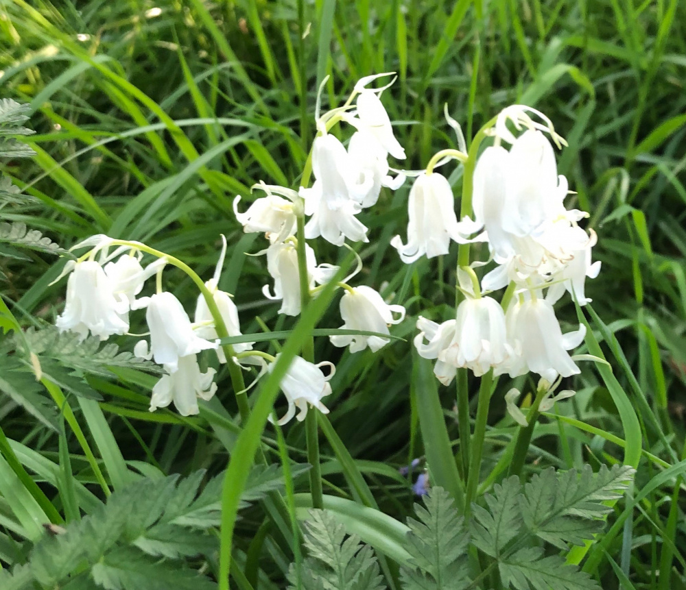 Are these white Bluebells the English variety? — BBC Gardeners' World