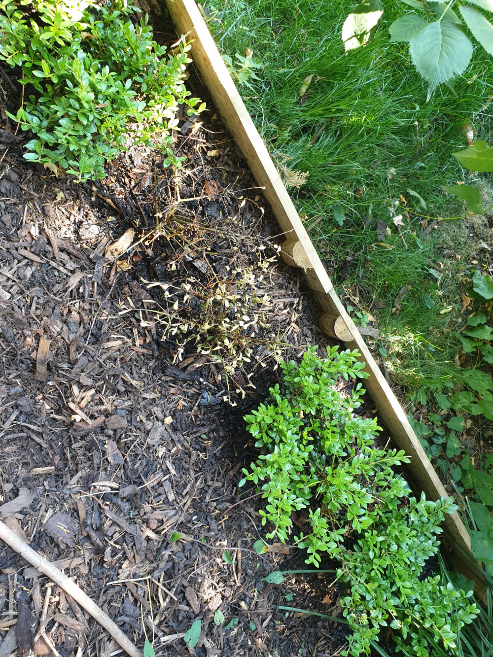 Japanese Holly Hedge Losing Leaves BBC Gardeners World Magazine