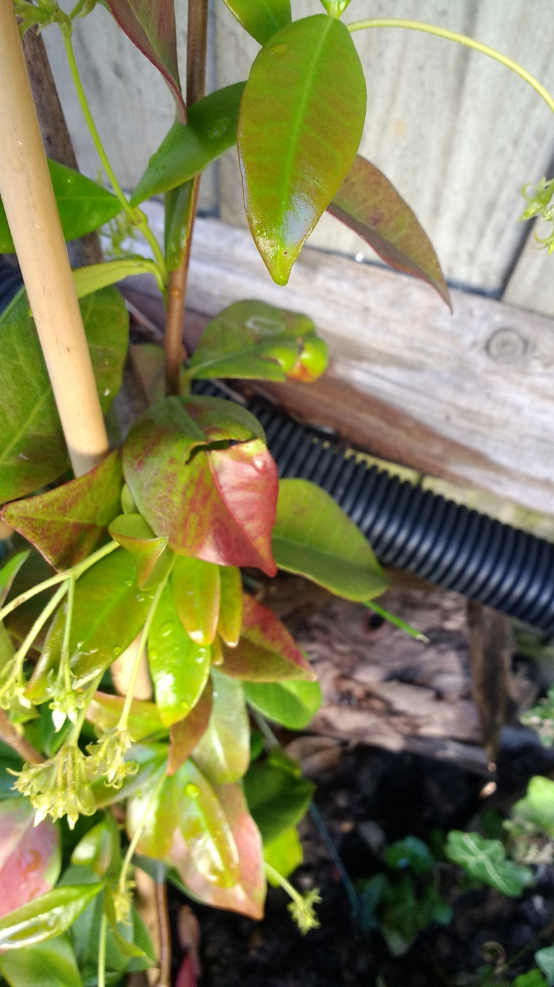 Star jasmine with spots and faded leaves — BBC Gardeners' World Magazine