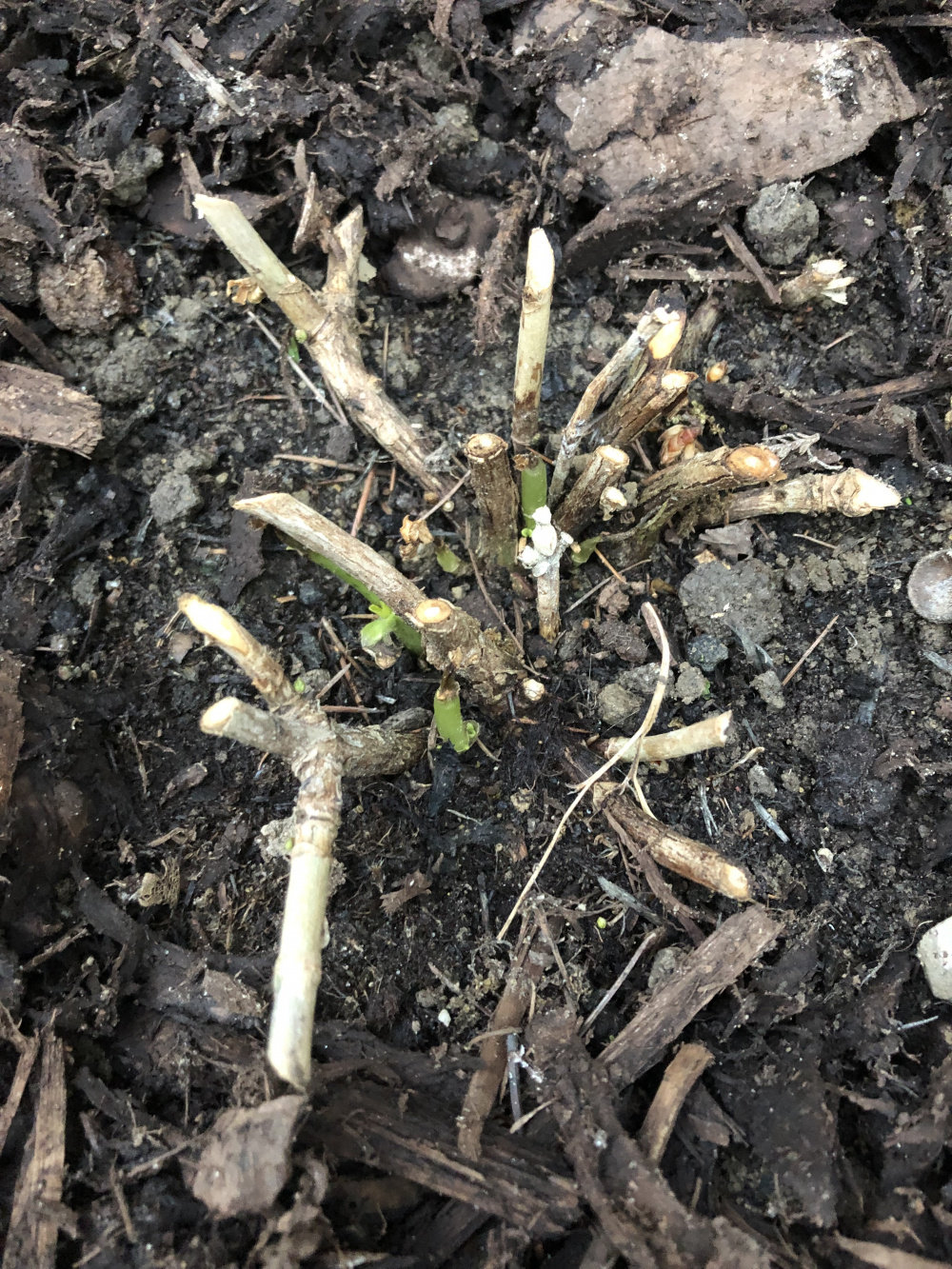 Is this Hydrangea dead or alive? — BBC Gardeners' World Magazine