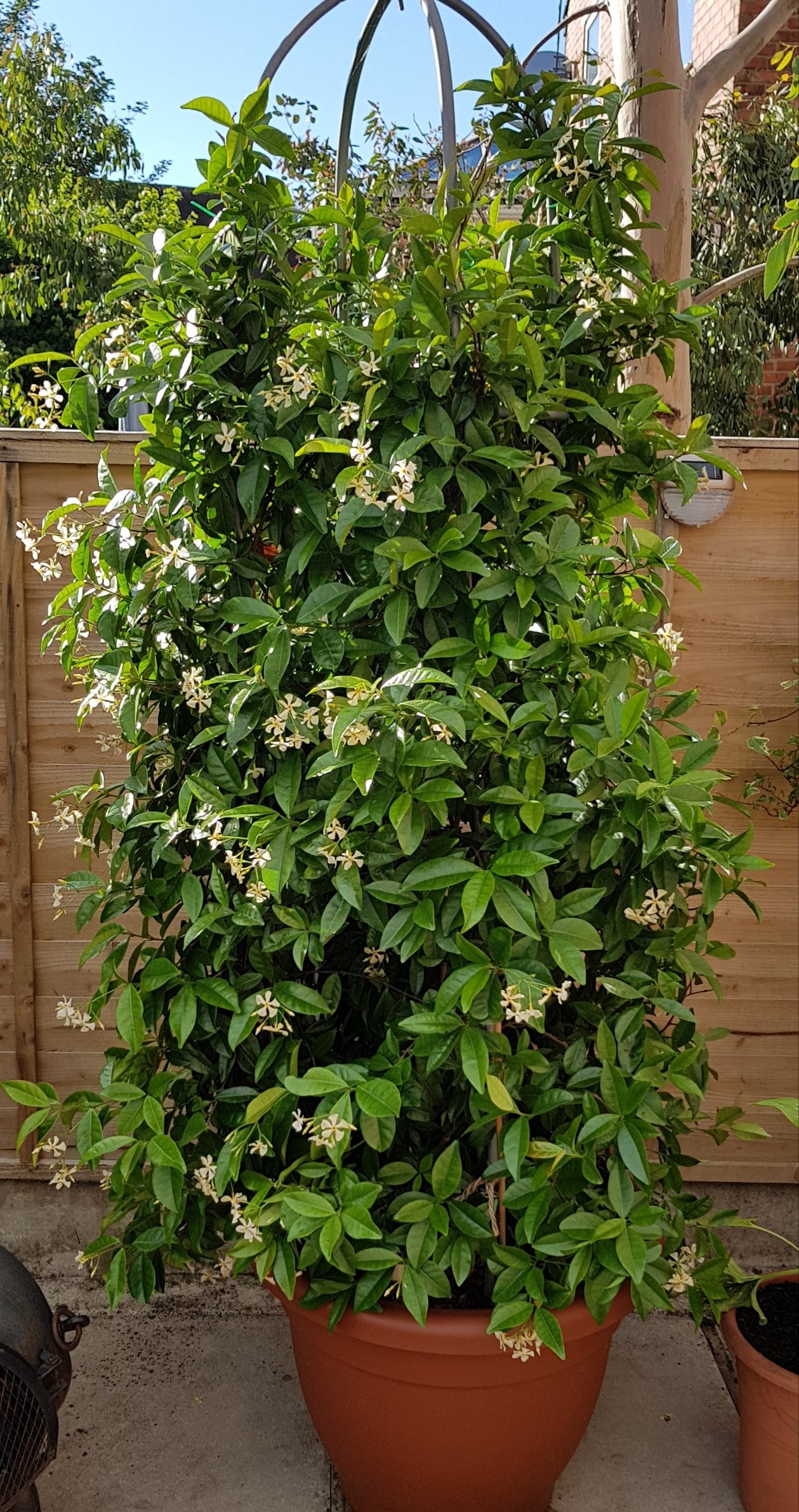 Finally my jasmine flowers. — BBC Gardeners' World Magazine