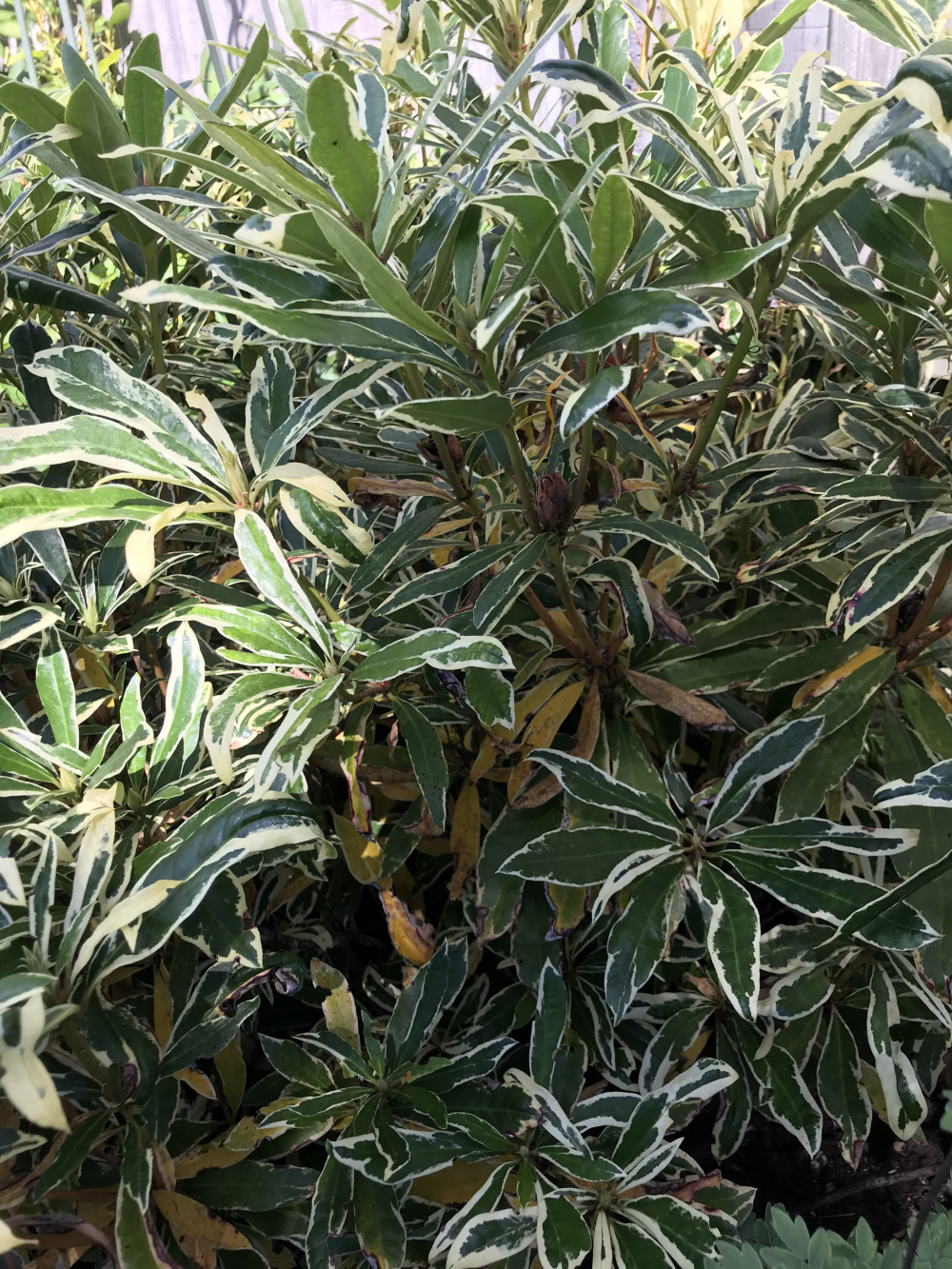 Rhododendron yellowing — BBC Gardeners' World Magazine