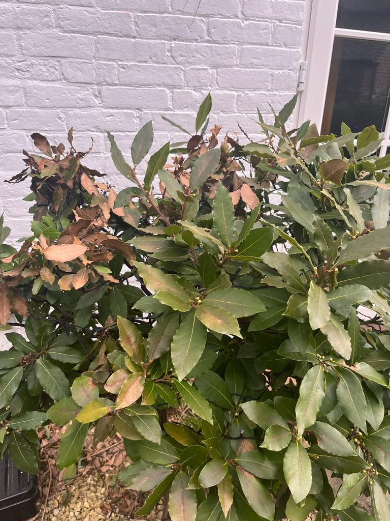 Bay Tree leaves are browning — BBC Gardeners' World Magazine