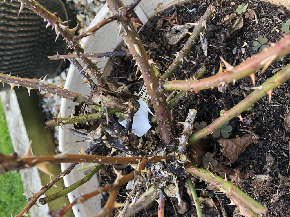 Excessive thorns on roses — BBC Gardeners' World Magazine