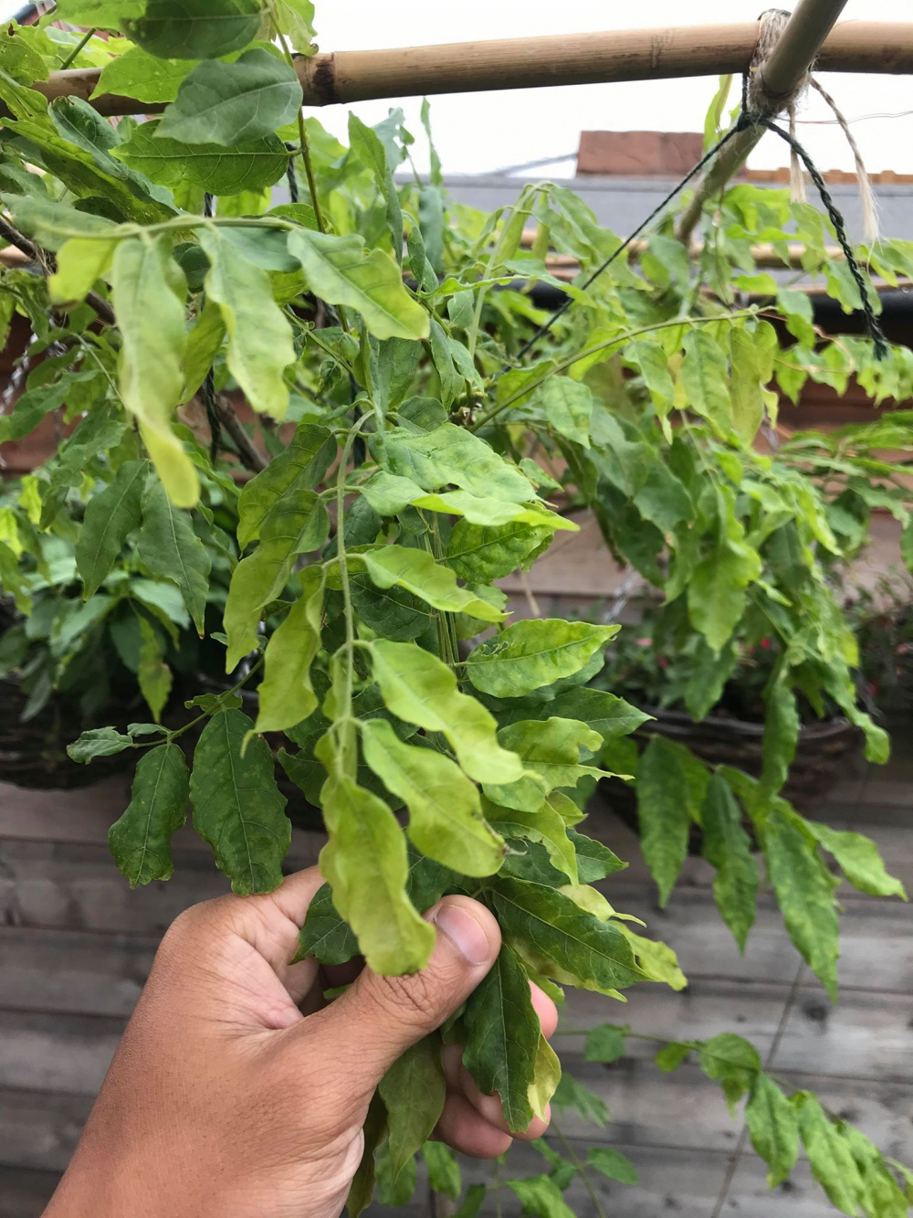 wisteria wilting — BBC Gardeners' World Magazine
