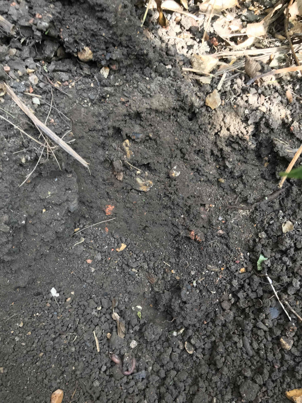 My acer tree looks unhealthy/is dying Pls help! Page 2 — BBC