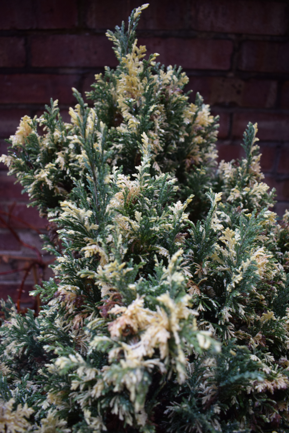 Variegated Conifer or a dying one! — BBC Gardeners' World Magazine