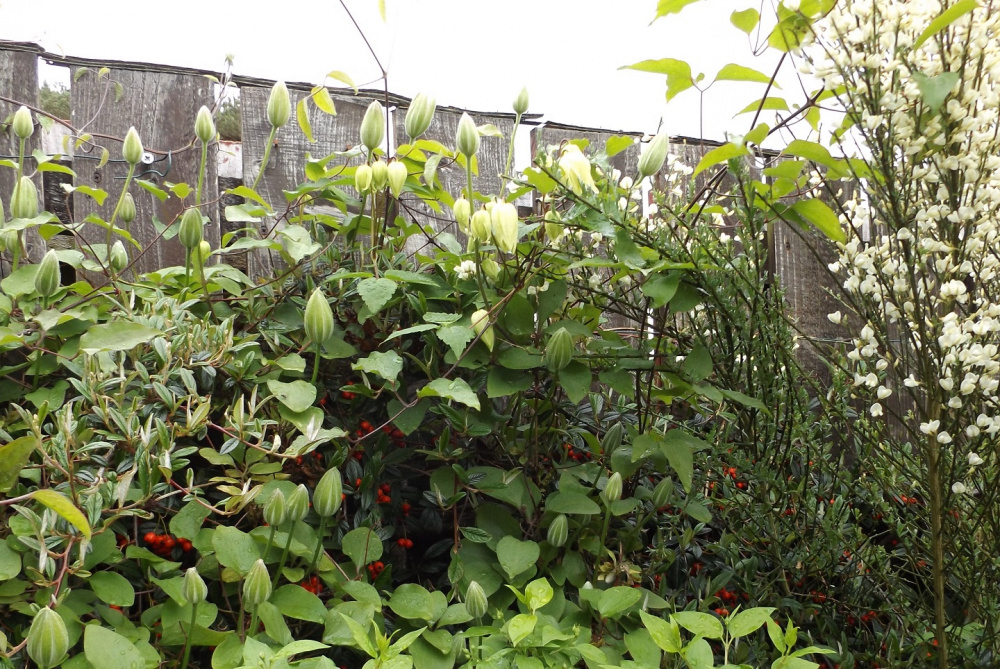 Clematis drooping in full sun Page 2 — BBC Gardeners' World Magazine