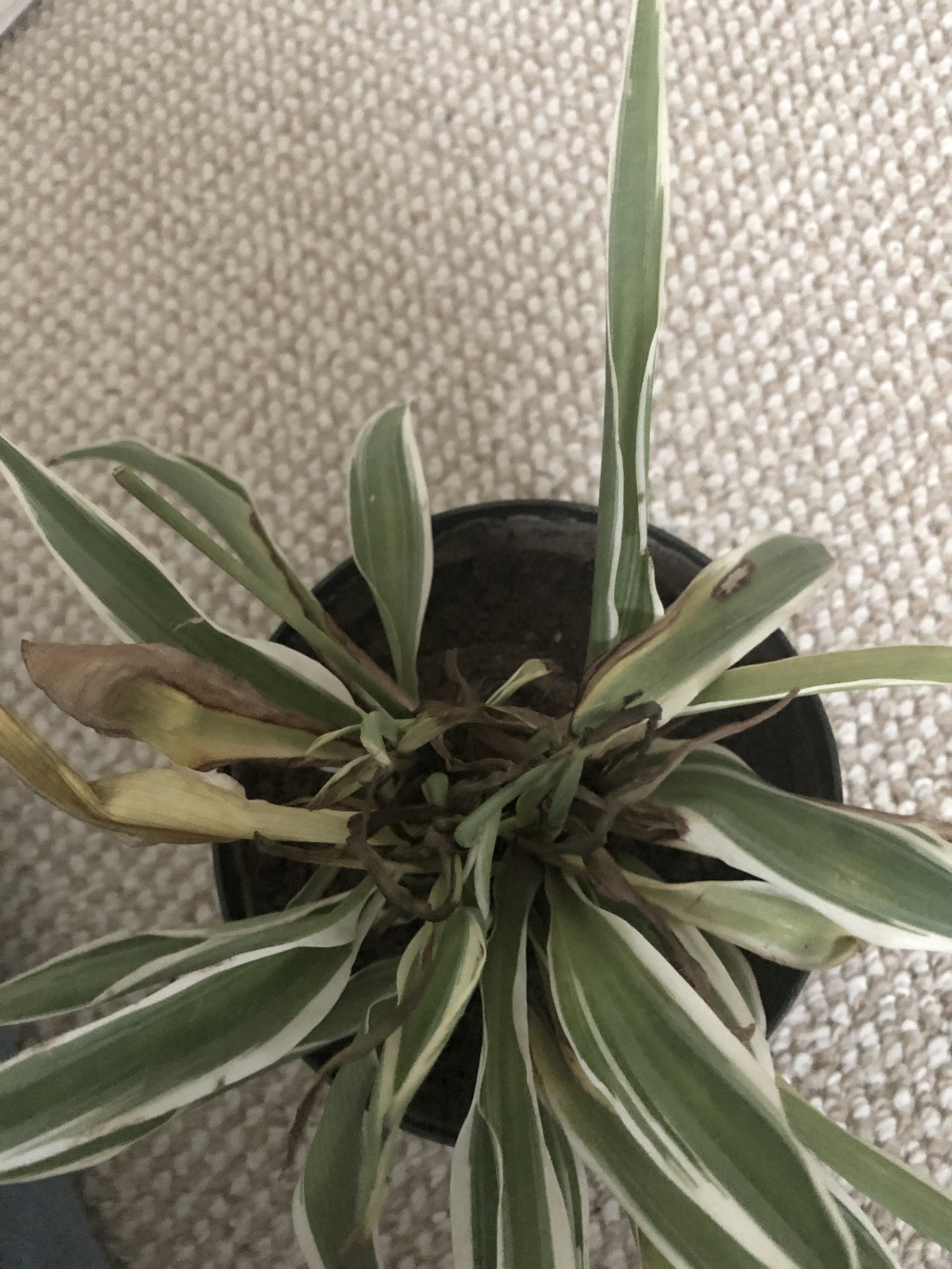 My spider plant is dying! — BBC Gardeners' World Magazine