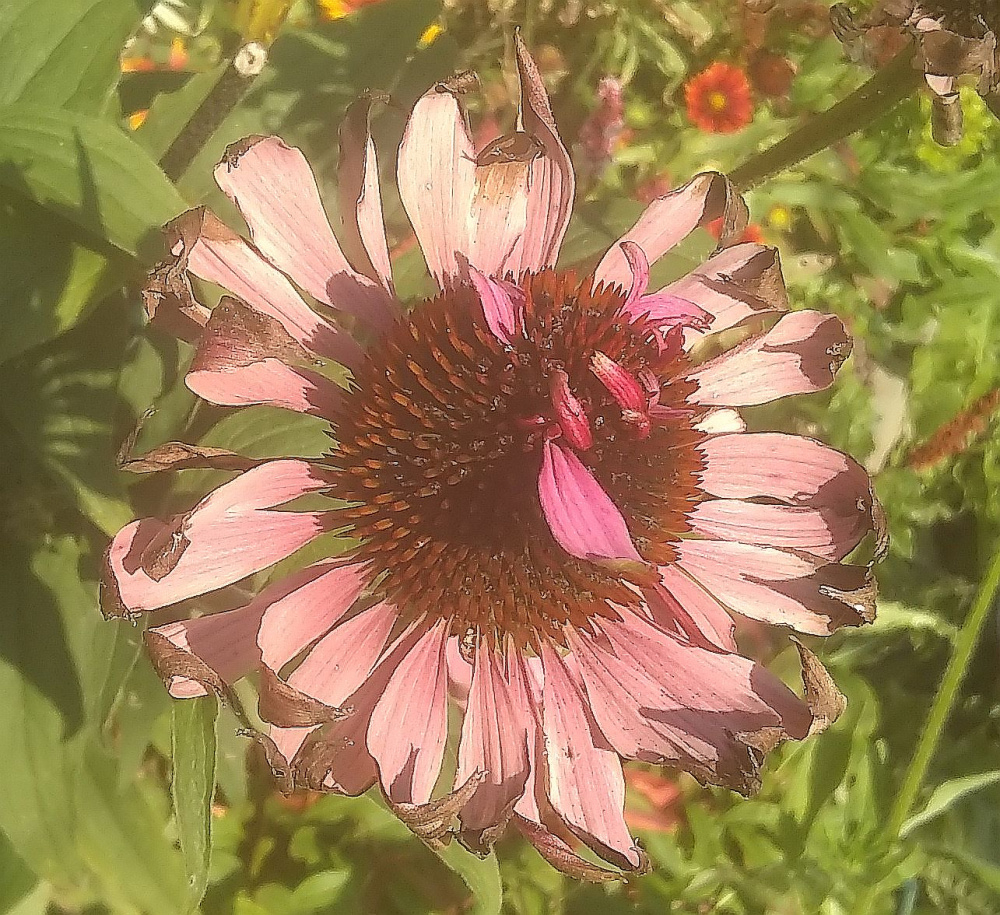 Echinacea with petals growing from head — BBC Gardeners' World Magazine