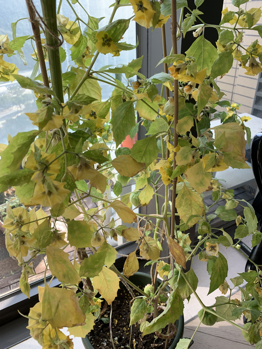 Help with Tomatillo turning yellow — BBC Gardeners' World Magazine