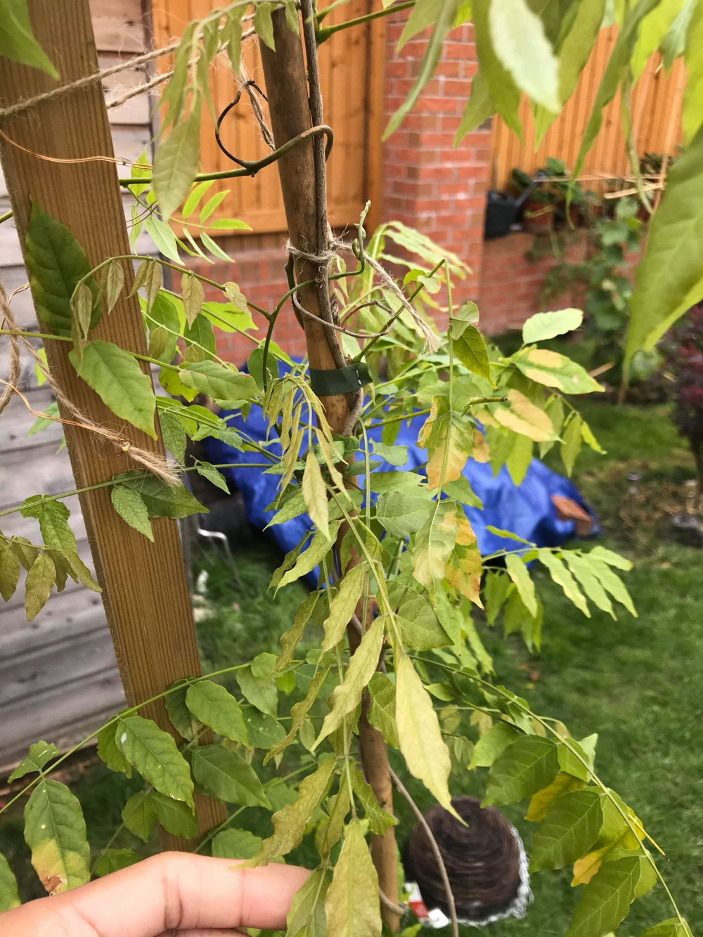 wisteria wilting — BBC Gardeners' World Magazine