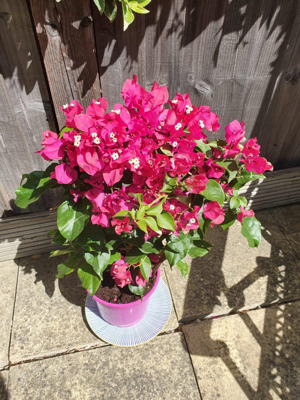 Bougainvillea petals grey and leaves with holes (photo included) — BBC