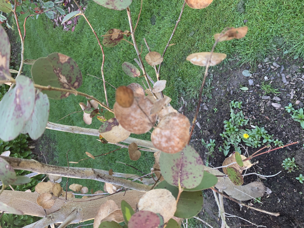 Eucalyptus Trees dying — BBC Gardeners' World Magazine