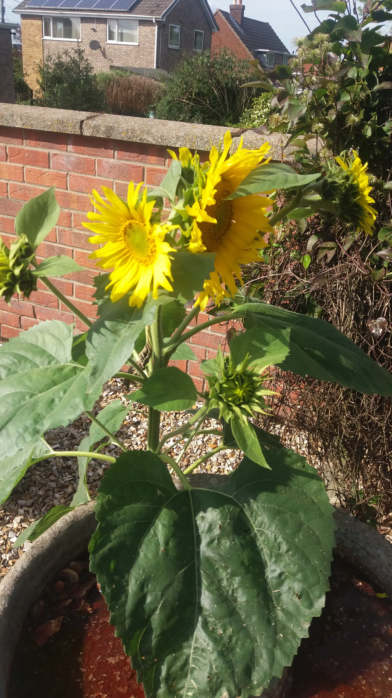 Sunflower with multiple heads!!! Page 2 — BBC Gardeners' World Magazine