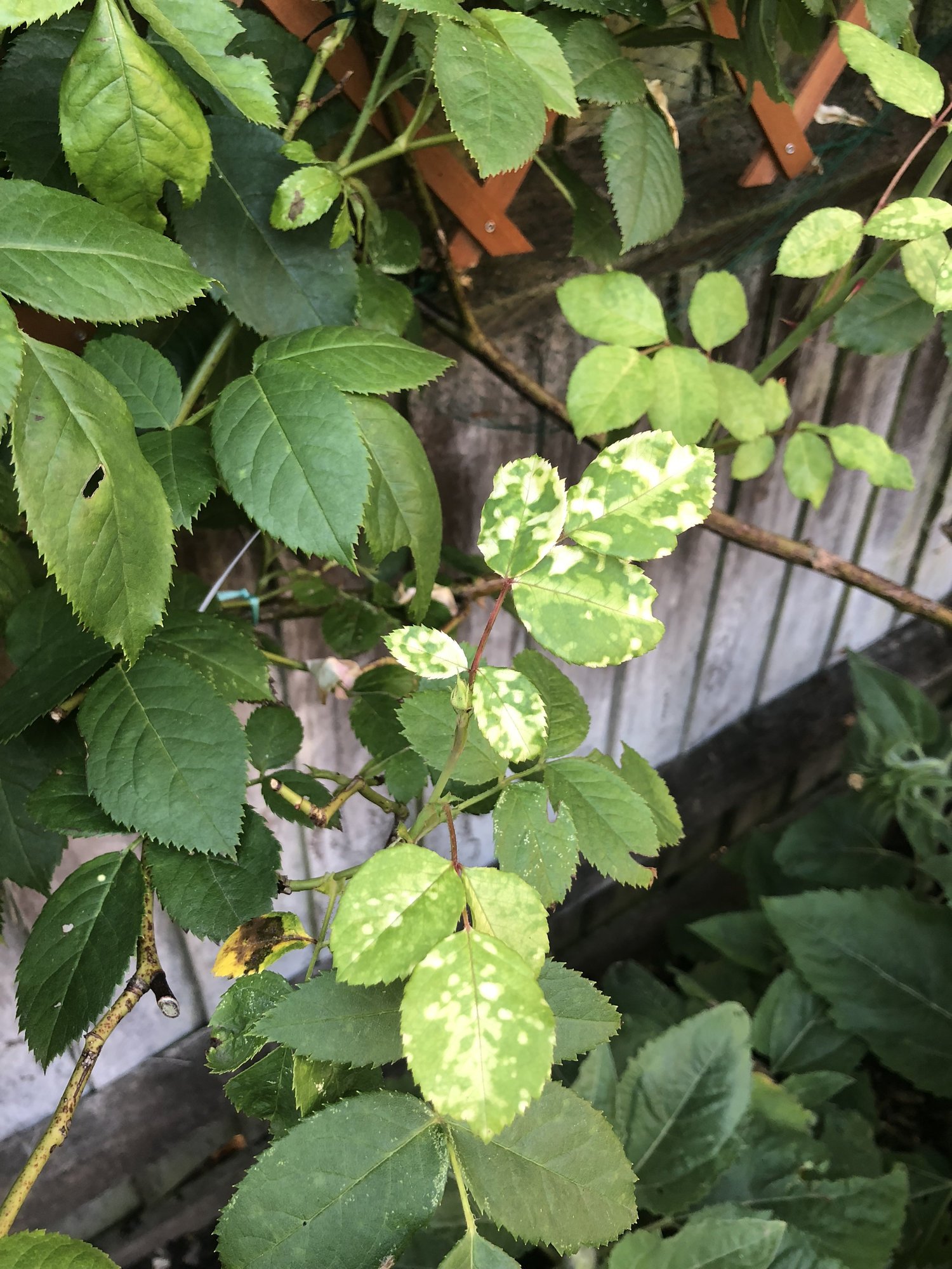 White Spots On Outdoor Plants