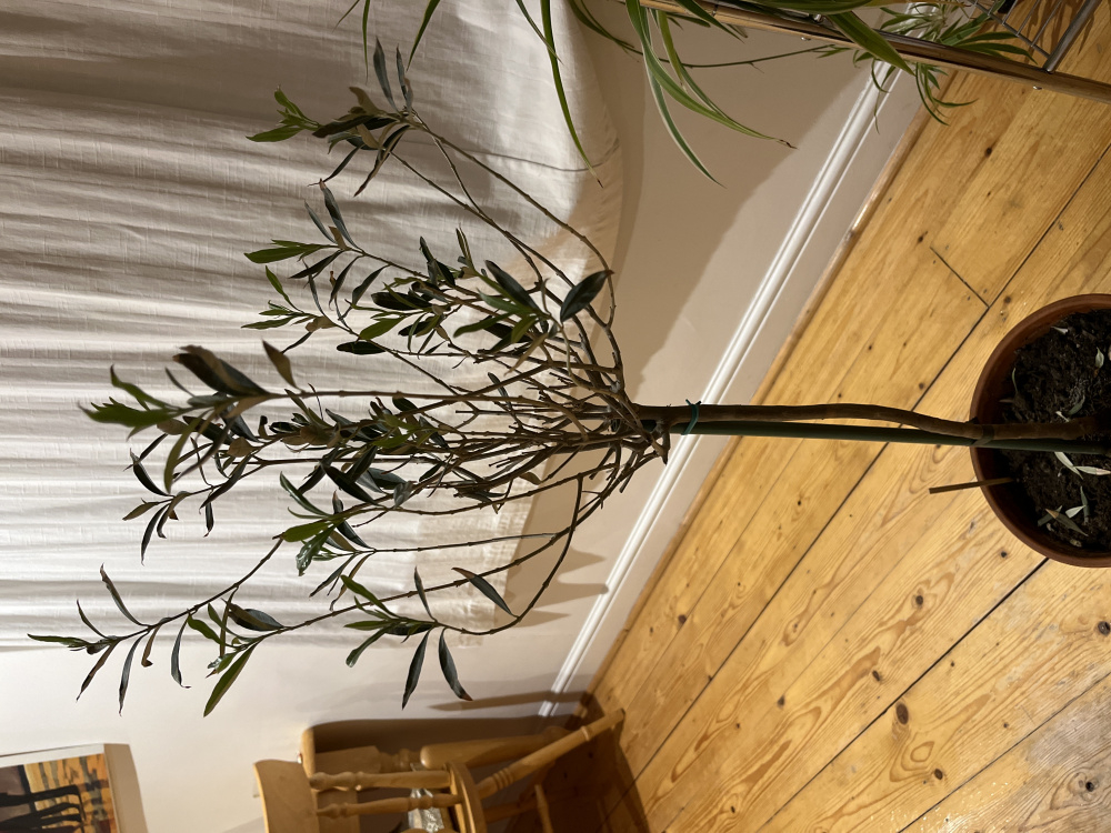 Olive tree Brown tips on leaves — BBC Gardeners' World Magazine