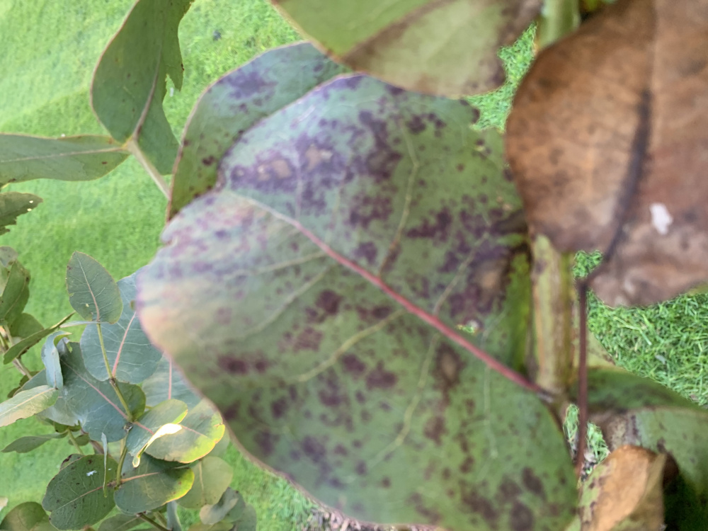 Eucalyptus Trees dying — BBC Gardeners' World Magazine