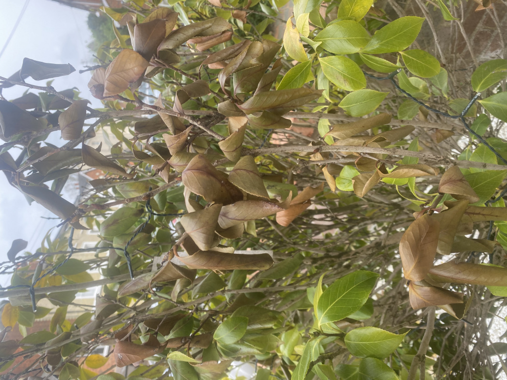 Camellia tree dying? — BBC Gardeners' World Magazine