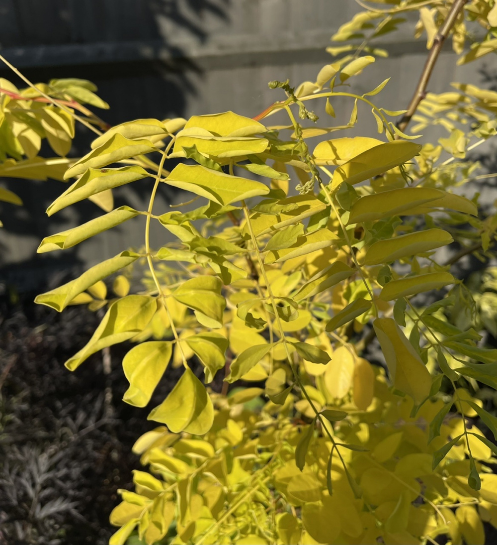Robinia Friscia HELP! — BBC Gardeners' World Magazine
