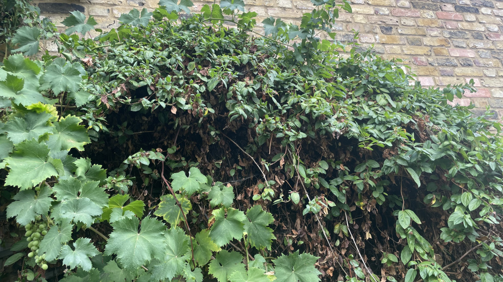 Pruning Jasmine — BBC Gardeners' World Magazine