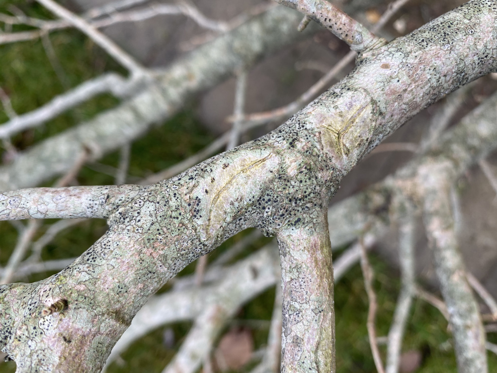 Can anyone tell me if this is treatable? Black spots on tree bark — BBC