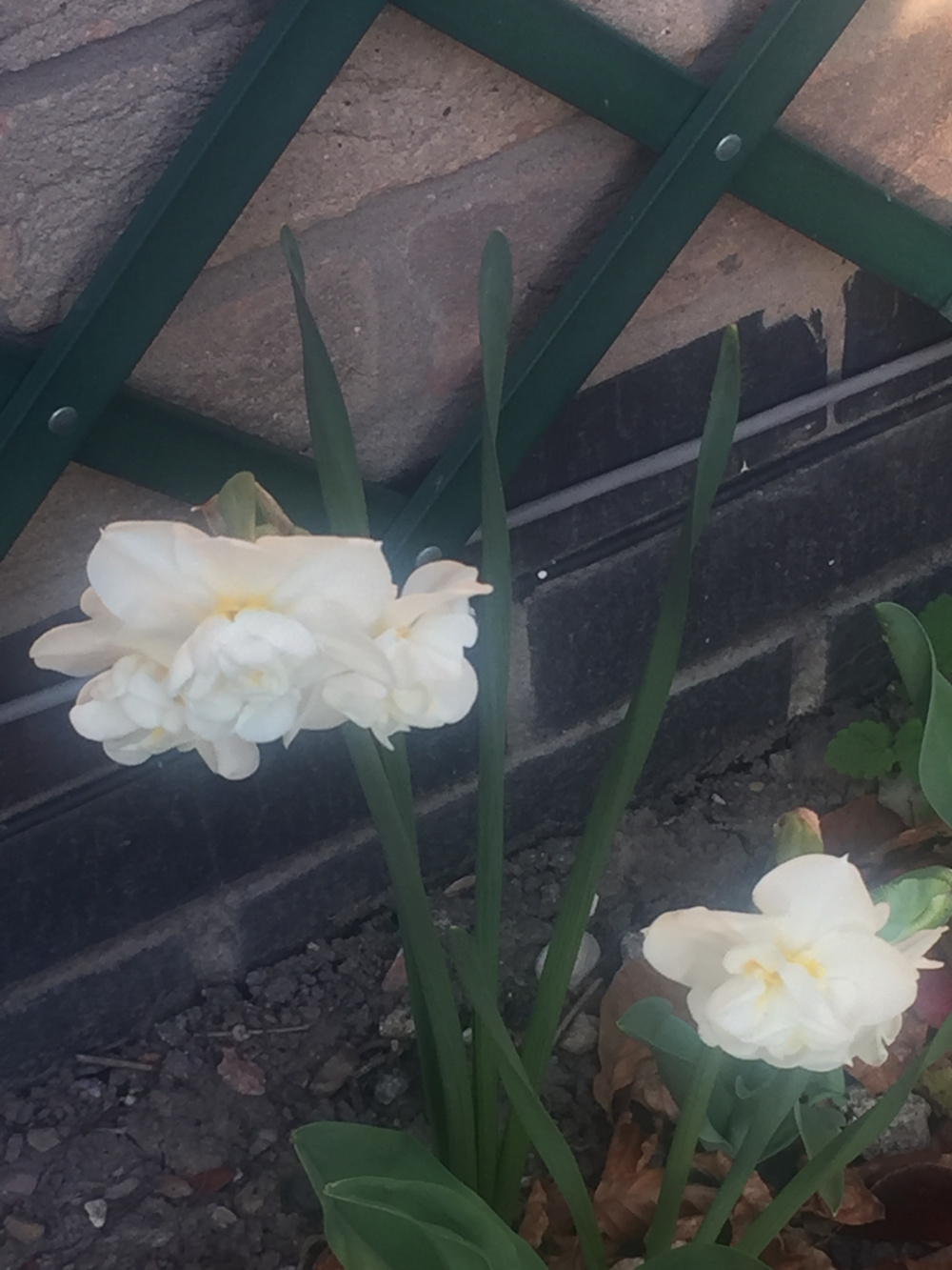 Daffodils that have come up!!!. — BBC Gardeners' World Magazine